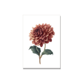 Sympathy greeting card - Dahlia in Watercolor, blank inside